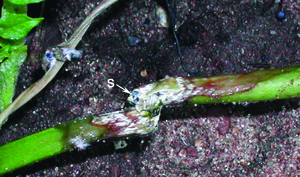 Sclerotia of Sclerotinia sclerotiorum developing in stems 