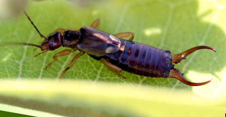 Earwig