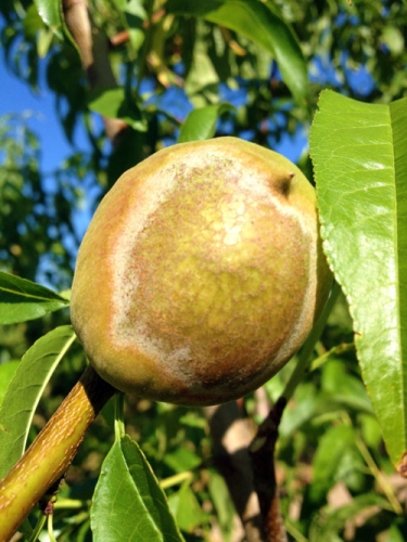 Rusty peach spot Rusty peach spot