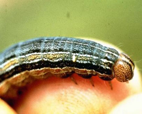Armyworm larva Armyworm larva