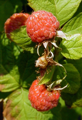 Raspberries Raspberries