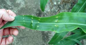 Damaged whorl and leaves