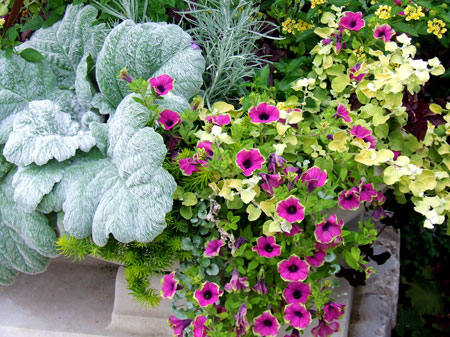 Petunia with salvia argentia