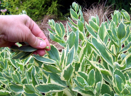 Pinching a sedum