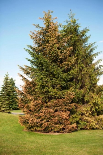 Suspected Imprelis injury on Norway spruce