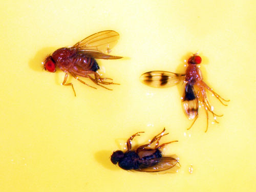 Spotted Wing Drosophila Spotted Wing Drosophila