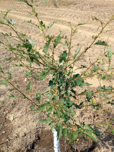 Grasshopper damage Grasshopper damage