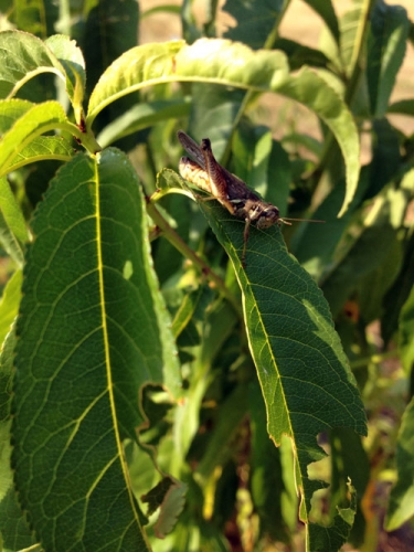 grasshopper on peach leaf grasshopper on peach leaf