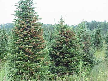 Damage from balsam fir sawfly