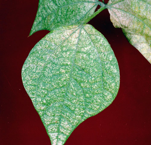 spider mite injury