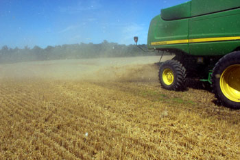 Wheat harvest.