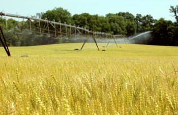 Wheat harvest.