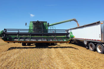 Wheat harvest.