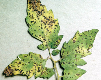 Septoria leaf spot