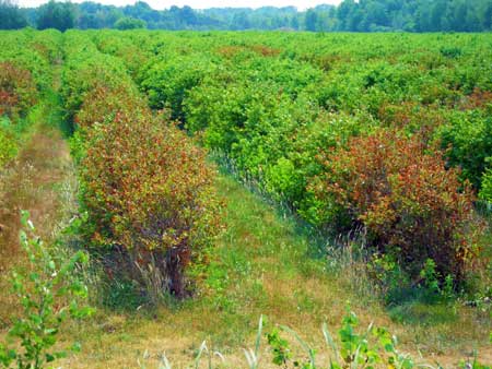 Unirrigated blueberries Unirrigated blueberries