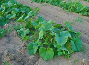 Good winter squash