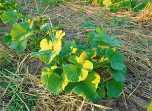 Good winter squash