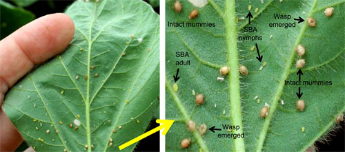 Soybean aphids