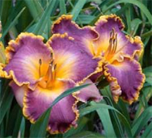 Daylilies