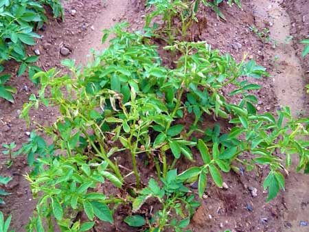Early senescence Early senescence