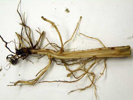Vascular discoloration Vascular discoloration