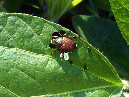 Japanese beetle
