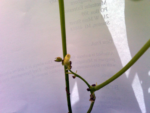 blossom damage