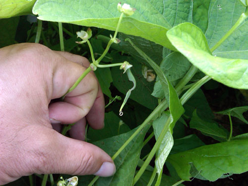 pod feeding