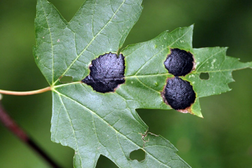 Silver maple leaf with tar spot