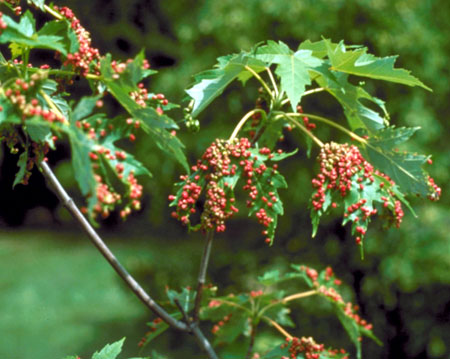 Maple bladder galls