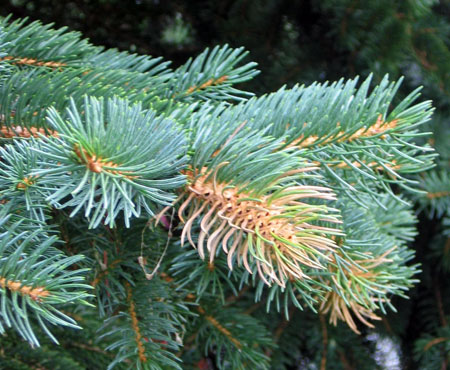 Cooley spruce galls