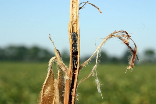 Sclerotia