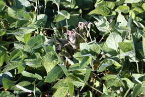 single plant wilt symptoms