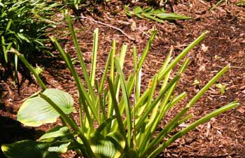 Leaves chewed off to stem