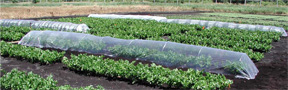 Black streak celery Black streak celery