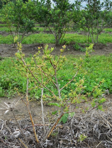 Glyphosate symptoms on small plant