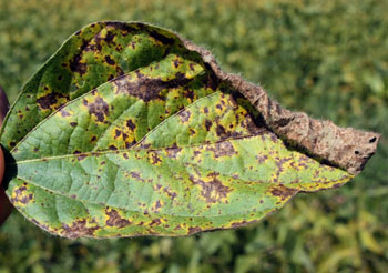 Septoria leaf spot