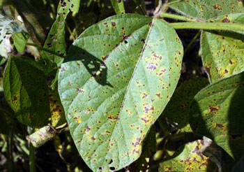 Septoria leaf spot