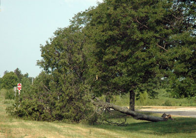 Tree fallen from root rot.