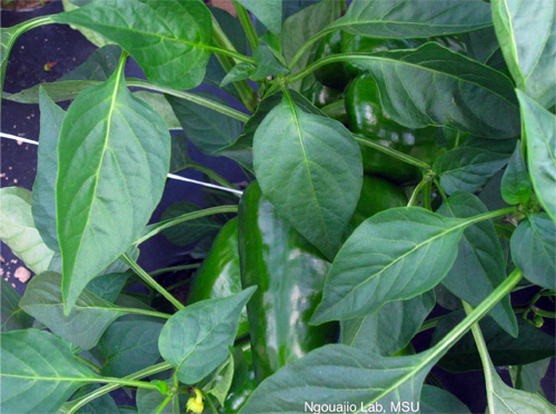 Dense canopy protects fruit from sunburn