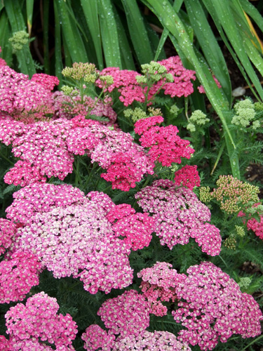 Yarrow