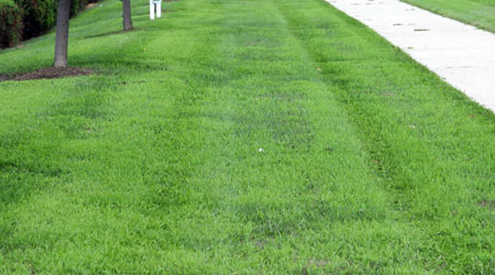 Crabgrass-infested boulevard.