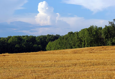 Field crops