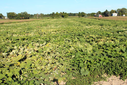 Powdery mildew Powdery mildew