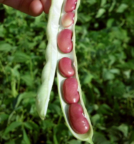 Kidney beans