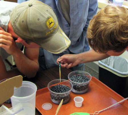 Blueberry fruit sampling