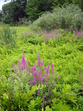 purple loosestrife