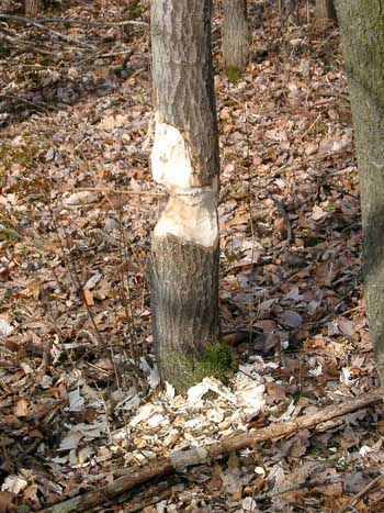 Beaver damage