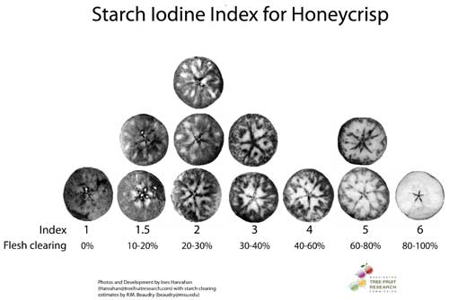 Starch Chart