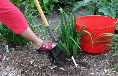 Lift whole clump and shake off soil